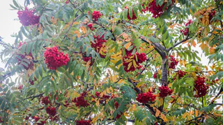 Прогноз погоды: рязанцев ждет необычное начало ноября