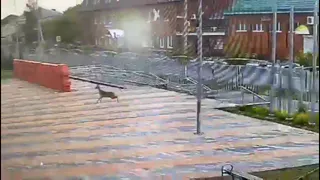 В Сасове на территорию средней школы № 1 забежала косуля