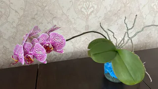 Орхидее это просто необходимо в марте: 1 стакан отвара - и даже сухая ветка «воскреснет»