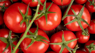 Не сорт, а «сектор приз»: этот низкорослый томат даёт плоды нон-стопом — 3 куста дают урожай, как плантация