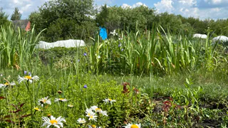 Этот сорняк есть в каждом огороде, но для здоровья он на вес золота: восстановит даже поврежденные клетки печени