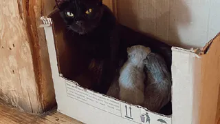 Почему кот выбирает коробку из картона, а не мягкую лежанку? Наконец-то объяснение