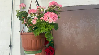 Не петунией единой: 35 шикарных растений, которые превратят кашпо в цветущий водопад - соседи обзавидуются