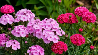 Гортензии и пионы больше не мировой тренд - дачники со всего мира сажают эти цветы: растут и радуют глаз