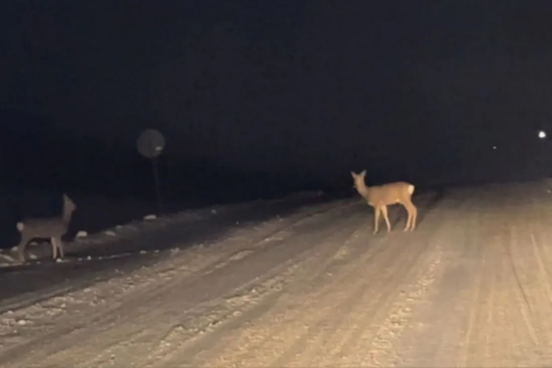 В Пензенской области три косули погибли под колесами автомобиля