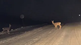 В Пензенской области три косули погибли под колесами автомобиля