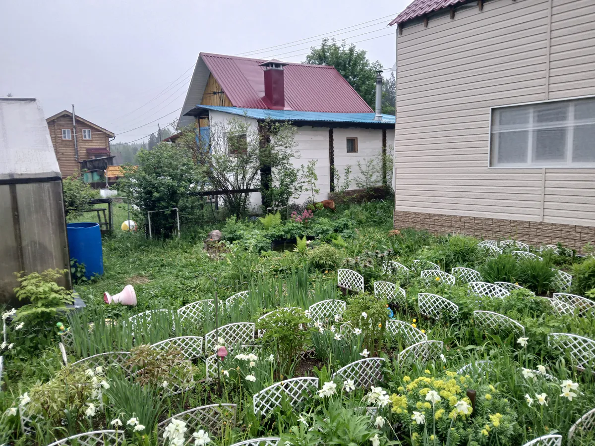 Толпа китайцев стояла у бабушкиного огорода и требовала продать им сорняк: "русское чудо", которое в России многие не ценят