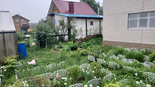 Толпа китайцев стояла у бабушкиного огорода и требовала продать им сорняк: "русское чудо", которое в России многие не ценят