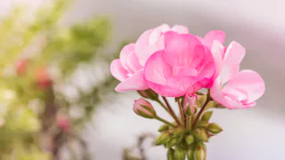 Всего 1 чайная ложка копеечного средства — и бутоны герани пойдут даже на молодых черенках, а листва не пожелтеет