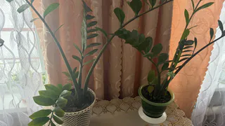 1 грамм в воду — и замиокулькас попрёт как бешеный: побеги лезут без остановки круглый год — лучшая подкормка