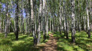 В Коми Коми поисковики спасли 70-летнего мужчину на мотовелосипеде
