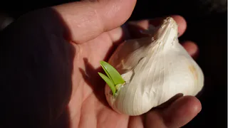 После схода снега чесноку - первым делом: многие забывают про эту важную подкормку и теряют половину урожая