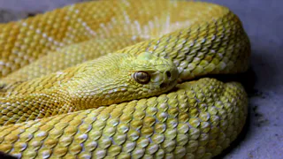 Змея принесёт великое счастье на кончике хвоста: Павел Глоба назвал 3 знака зодиака, которым символ года подарит фантастический 2025