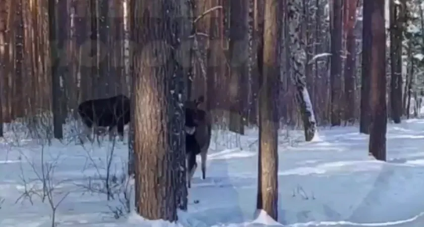 Жители Заречного стали свидетелями встречи с несколькими прекрасными лосями