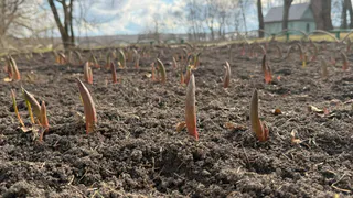 В Пензенской области внесли почти 90 тысяч тонн удобрений за год