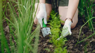 Не торопитесь это выбрасывать: 7 съедобных сорняков на вашей грядке