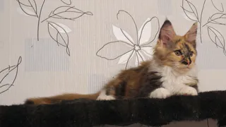 Не порода, а генетическое чудо: эти мяукающие «черепахи» приносят в дом удачу и радуют глаз