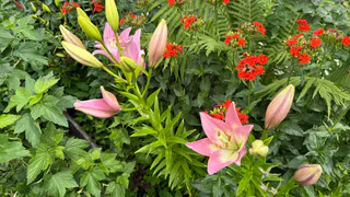 Восхитительные многолетники без всяких прихотей: растут сами по себе и радуют глаз до поздней осени
