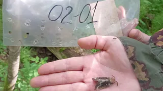 Сибирский шелкопряд, по данным специалистов, не угрожает лесам Коми