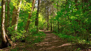 Жителя Пензы оштрафовали за сброс отходов на почву