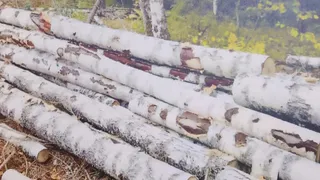 Предприятие в Кольчугинском районе неправильно складировало древесину