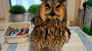 Совёнок Кузя ищет дом после спасения под Нижнекамском

