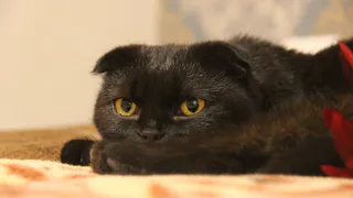 Дай лапку: Рыся, Дульси и Леди в поисках хозяев