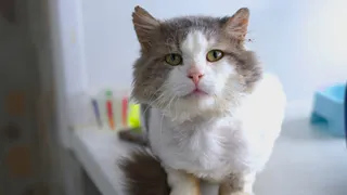 Приют для травмированных и тяжелобольных кошек в Коми пришел в негодность