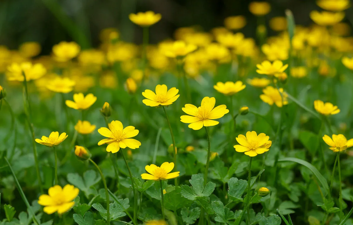 Ваш сад кричит о помощи: о чем молчаливо сигналит это растение на вашем участке 