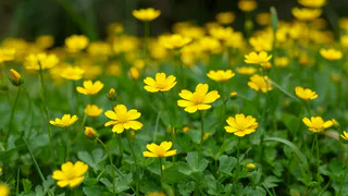 Ваш сад кричит о помощи: о чем молчаливо сигналит это растение на вашем участке