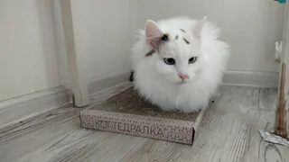 Как узнать настоящий возраст кошки? Умножать на 7 - ошибка