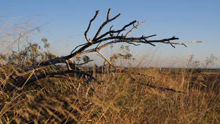 В Судогде с улицы Гоголя убрали шаткое дерево