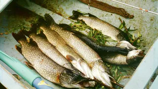 Щука, линь и краснопёрка дорого обошлись браконьеру из брянского райцентра