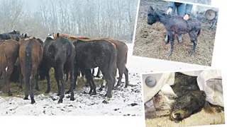 Ситуация накаляется - на конезаводе в Дивово погиб еще один жеребенок