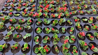 В нижнекамских теплицах готовят цветы для высадки на городских клумбах 