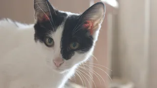 Дай лапку: Пряник, Юла и Мушка в поисках хозяев