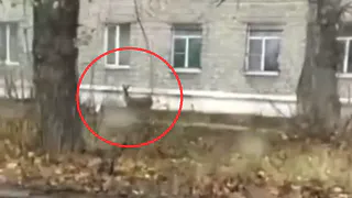 Приключения рязанского Бэмби продолжаются: видео