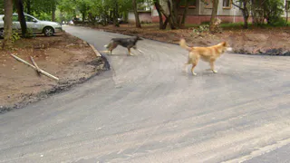 “Я увидел в окно, как две девочки звали на помощь…”