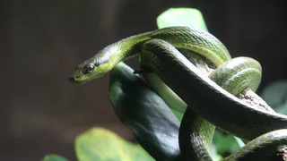 Змея принесёт счастье на кончике хвоста: Павел Глоба назвал 3 знака зодиака, которым символ года приготовил фантастический 2025