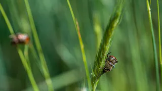 Как эффективно избавиться от луковой и морковной мухи