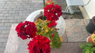 Всего 3 ложки в горшок — и герань как подменили: листва не желтеет, а бутоны лезут даже на молодых черенках