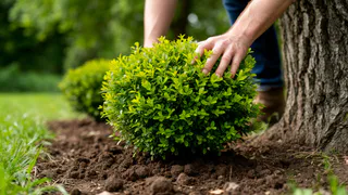 Лучше бархатцев: сажаем под яблоней 3 невысоких куста — муравьи с тлей все лето обходят дерево за версту