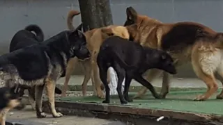 Отбивались ведром: прокуратура проверит историю с нападением собак на женщин в Сараевском районе