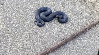 Во Владимирской области начался сезон активности гадюк