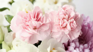 Один раз посеял и забыл навсегда – 4 многолетника, которые я не трогаю, а жду, когда перезимуют