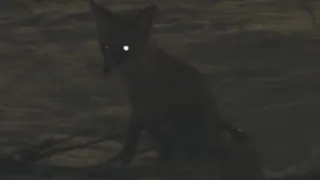 В Рязани девушка приманила лису кошачьим кормом