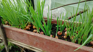 Бросила сажать обычный лук - нашла отличную альтернативу: хранится 2 года и дает богатый урожай