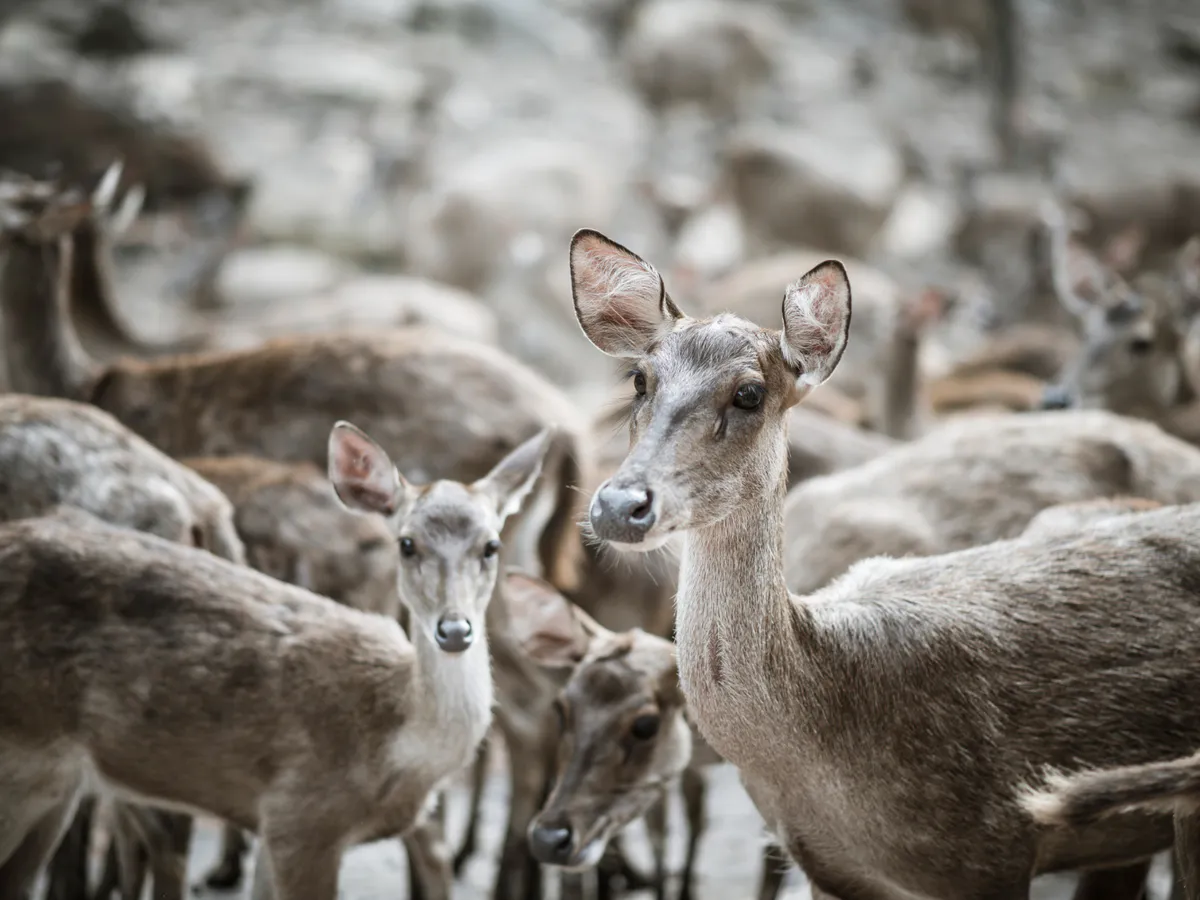 Водители удивились стаду косуль в Пензенской области