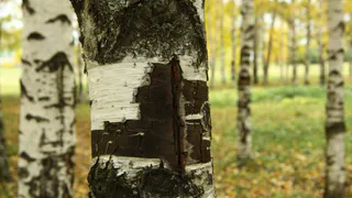 В Рязани станет меньше деревьев