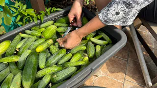 1 ложка на 10 л воды распрямит «скрученные» огурцы раз и навсегда: опытный дачник спас мой урожай – в теплице будут одни «стройняшки»